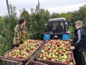 «Путришки» собирают богатый урожай яблок.